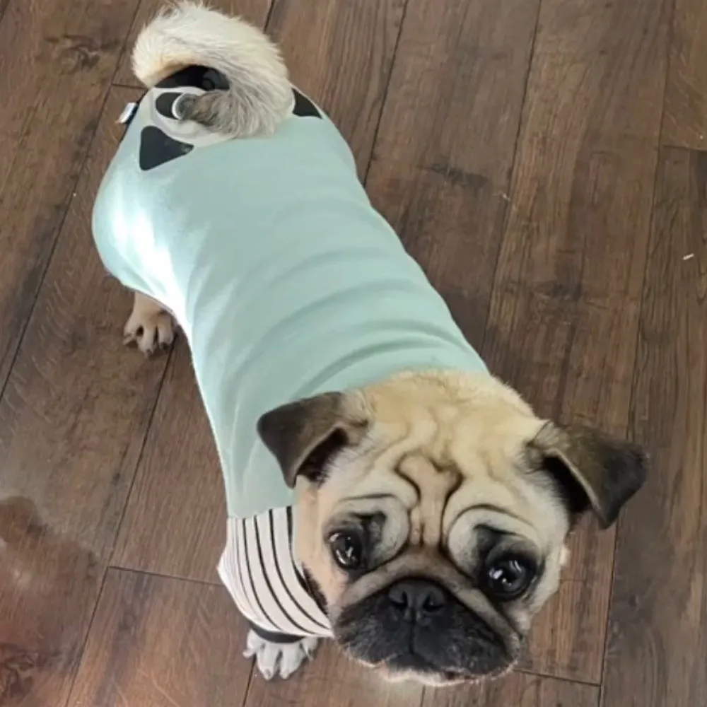 Pug Pajamas | Pug Dog Clothing | Fawn Pug dog